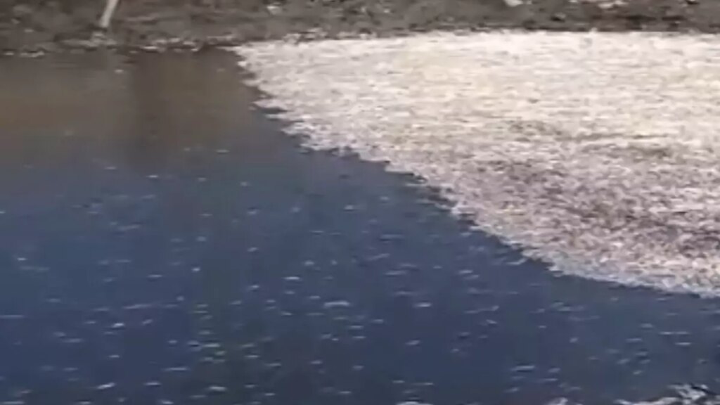 Antakya’da Balık Ölümleri