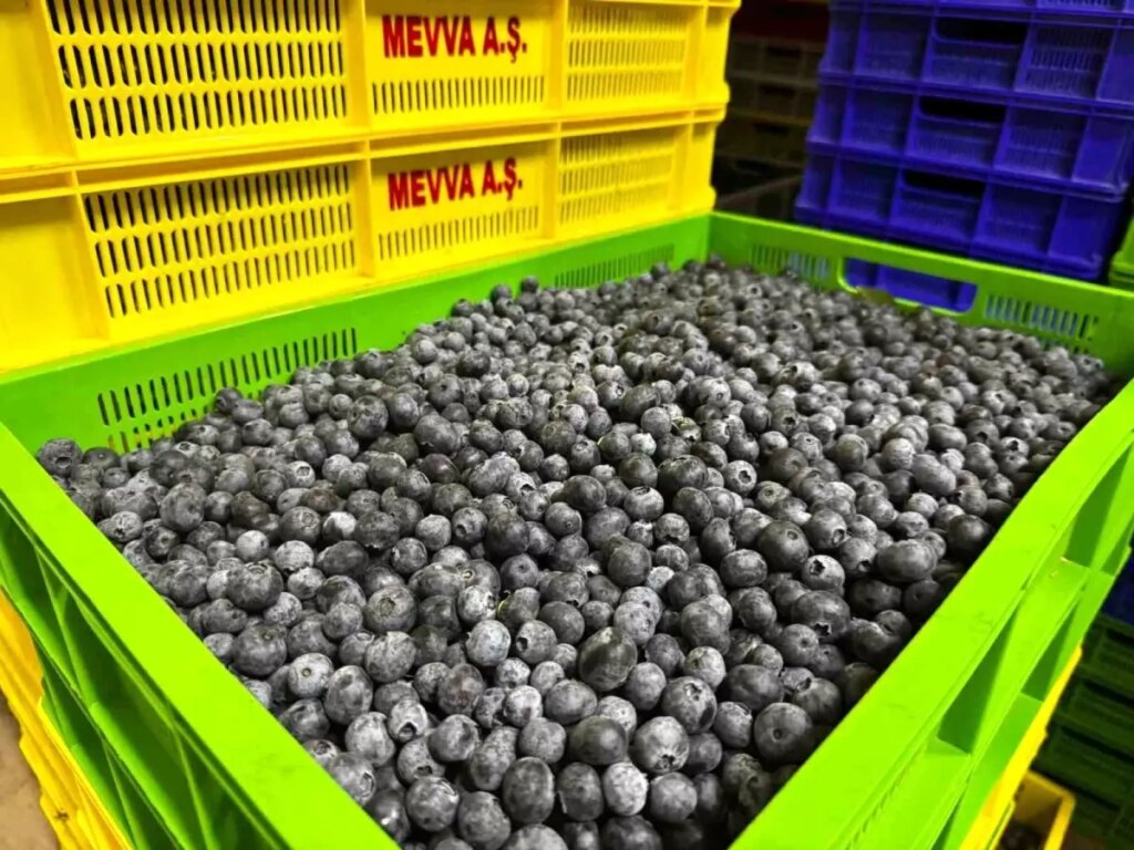 Elmalı’da Yaban Mersini Bahçesi Kuruldu