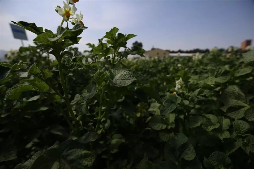 Erzurum’da Yeni Yerli Patates Çeşitleri Geliştirildi