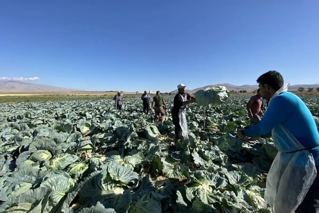 Günlük 4 bin TL’ye işçi bulunamıyor! Tarlada kriz büyüyor