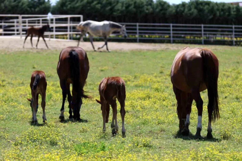 Milyonluk Taylar İçin Özel Bakım