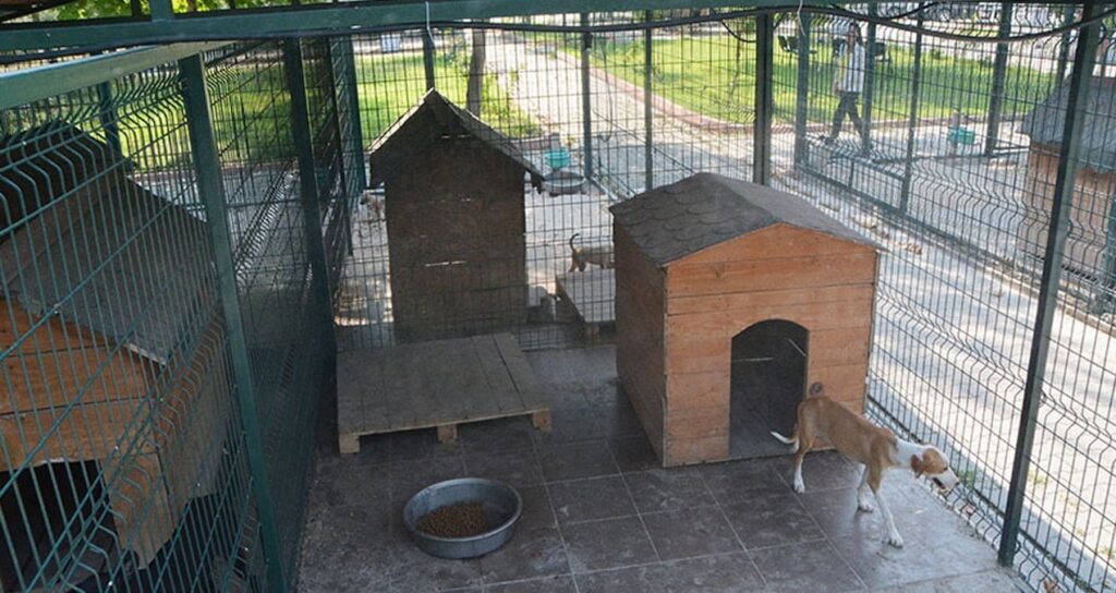 Osmaniye Barınağı’nda  skandal bitmiyor: Doğmamış köpekler üzerinden bile para almışlar!