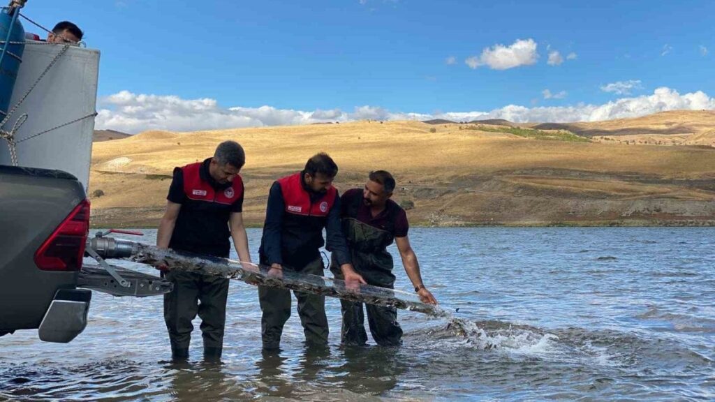 Muş’ta gölet ve barajlara 1 milyon sazan yavrusu bırakıldı