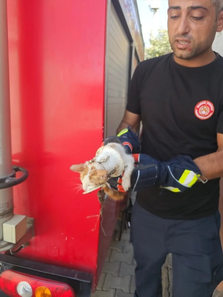 nusaybinde yavru kedi tuvaletten kurtarildi xKwMK13H