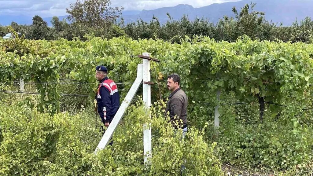 Pamukova’da Üzüm Üreticileri Nöbette