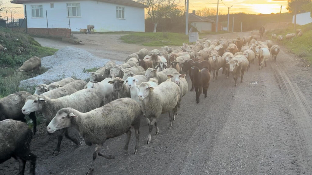 Edirne’de aylık 50 bin TL’ye çoban bulamıyorlar