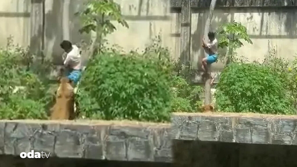 Hayvanat bahçesinde dehşet: Aslanın saldırısına uğradı… Hayatını kaybetti