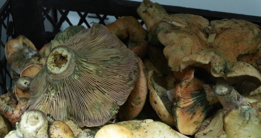 İstanbul’da sessiz büyüyen tehlike: 5 saat içinde etkisini gösteriyor, 60 kişi hastanelik oldu